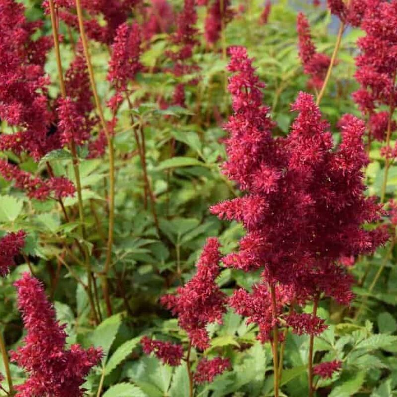 Astilbe 'Fanal' ---